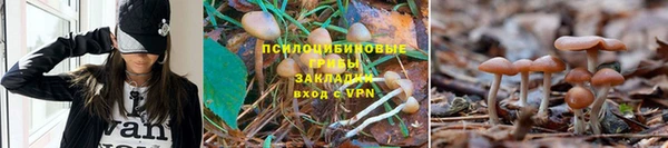 стаф Алексин